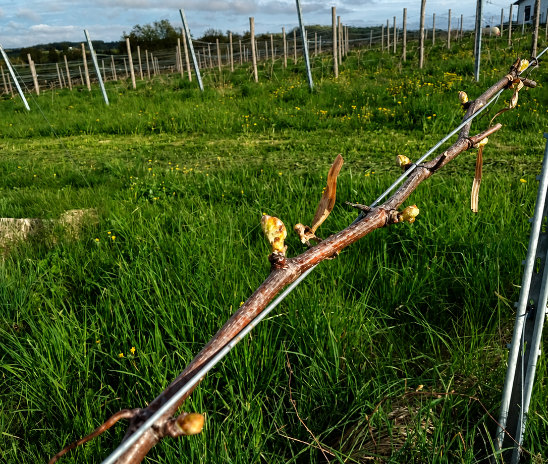 Osceola Muscat grapevine.
